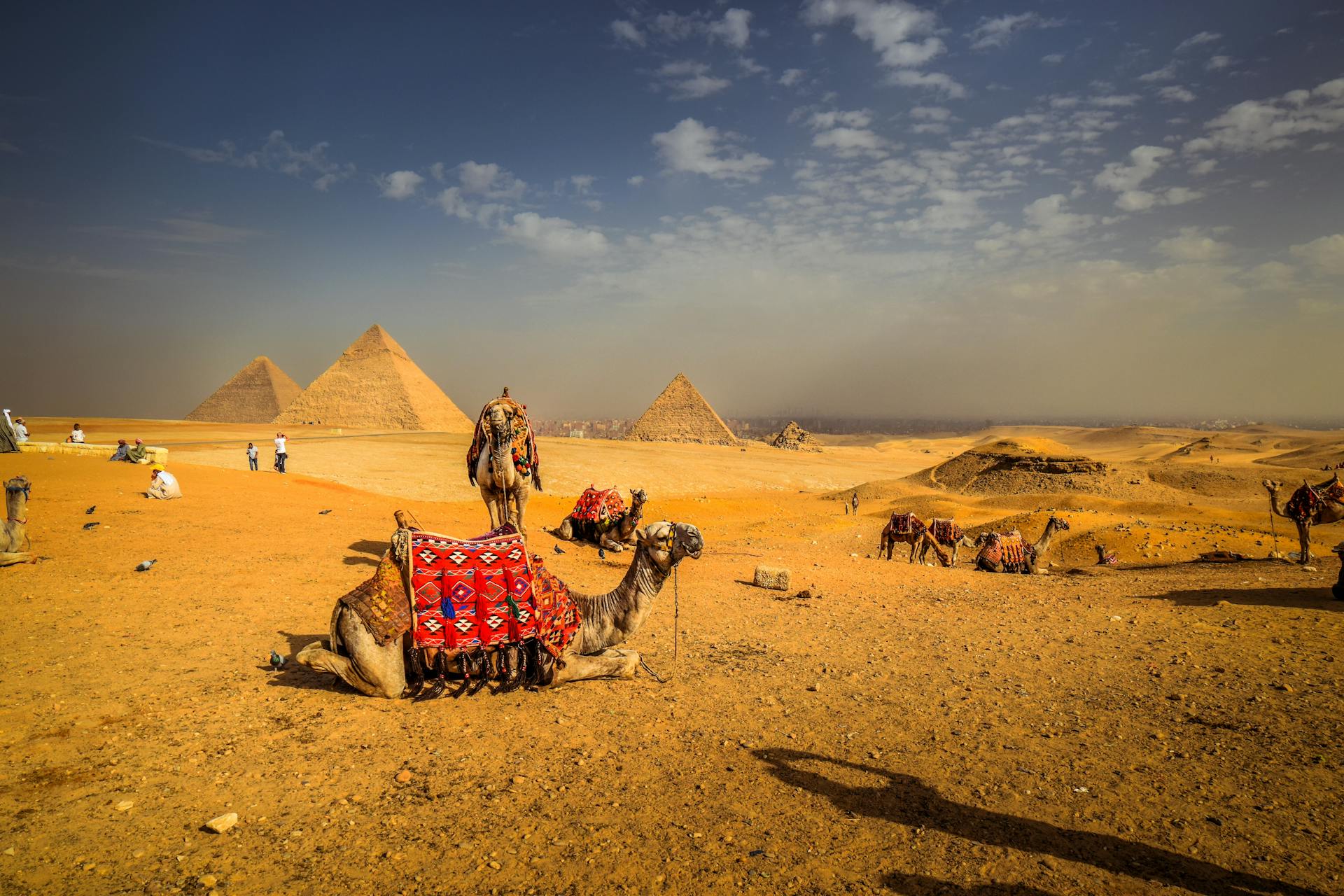 Camels at the site of pyramids in Cairo