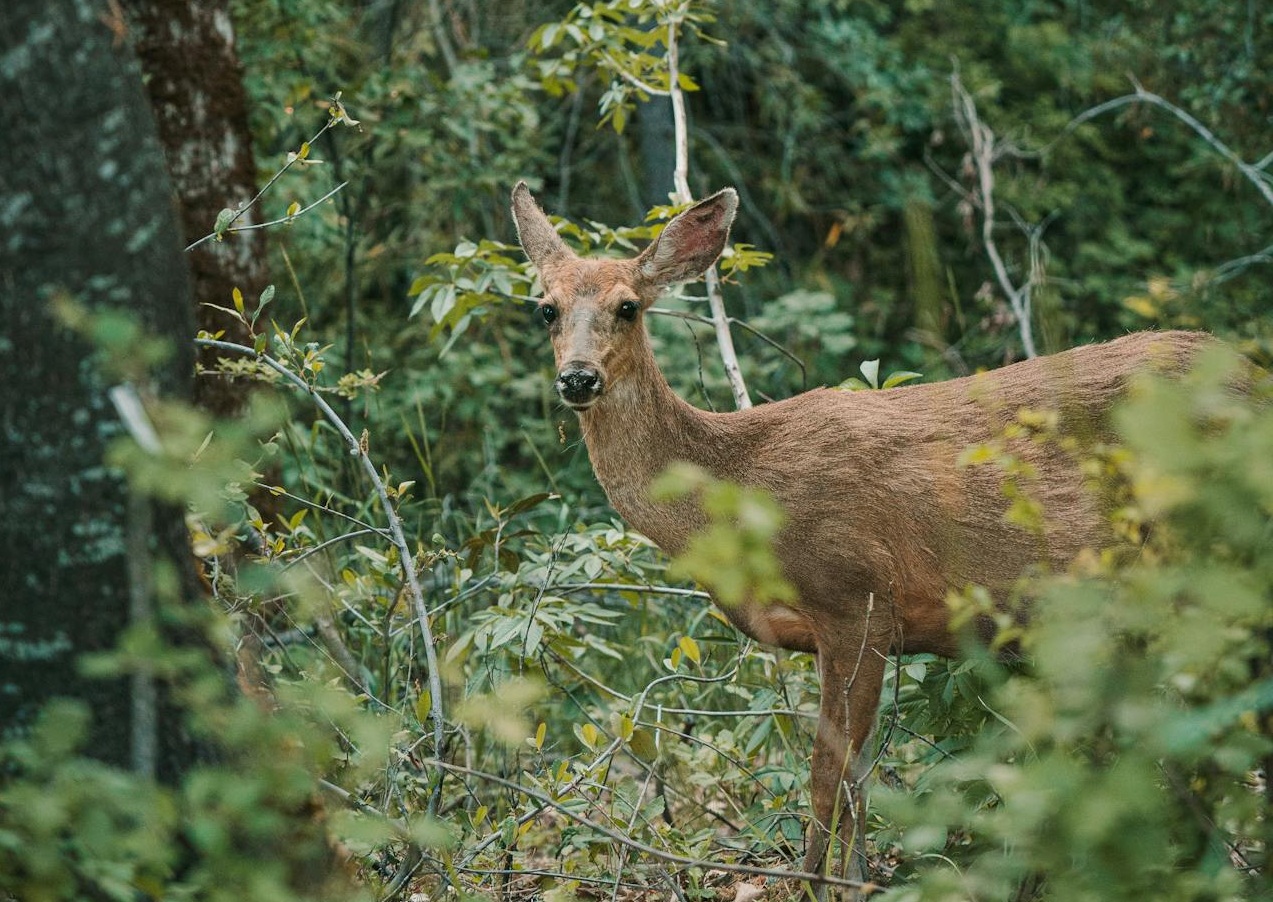 Deer in Forest