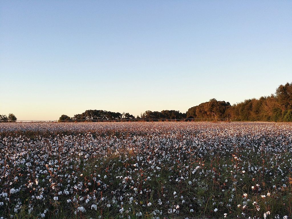South Georgia Cotton Field