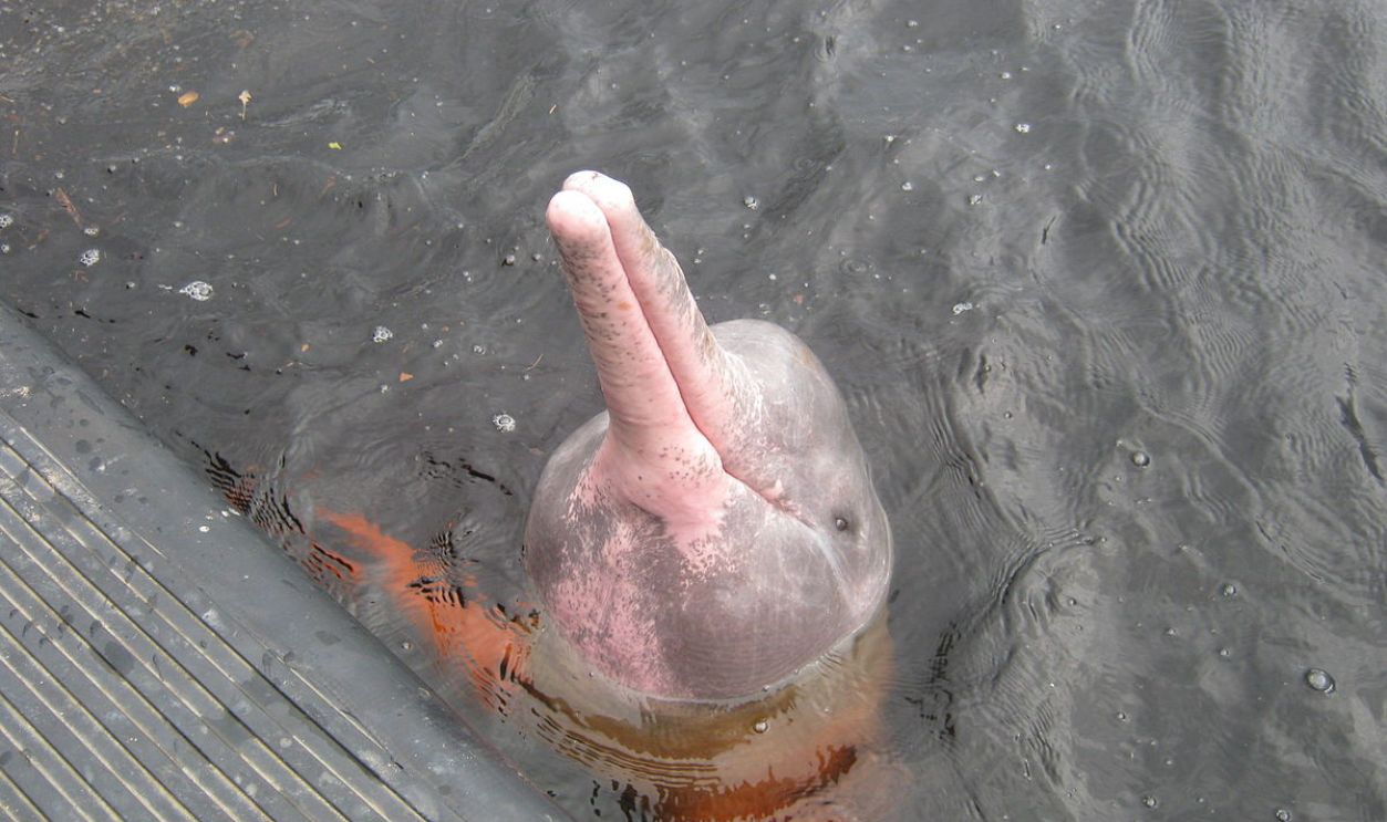 Amazon River Dolphin