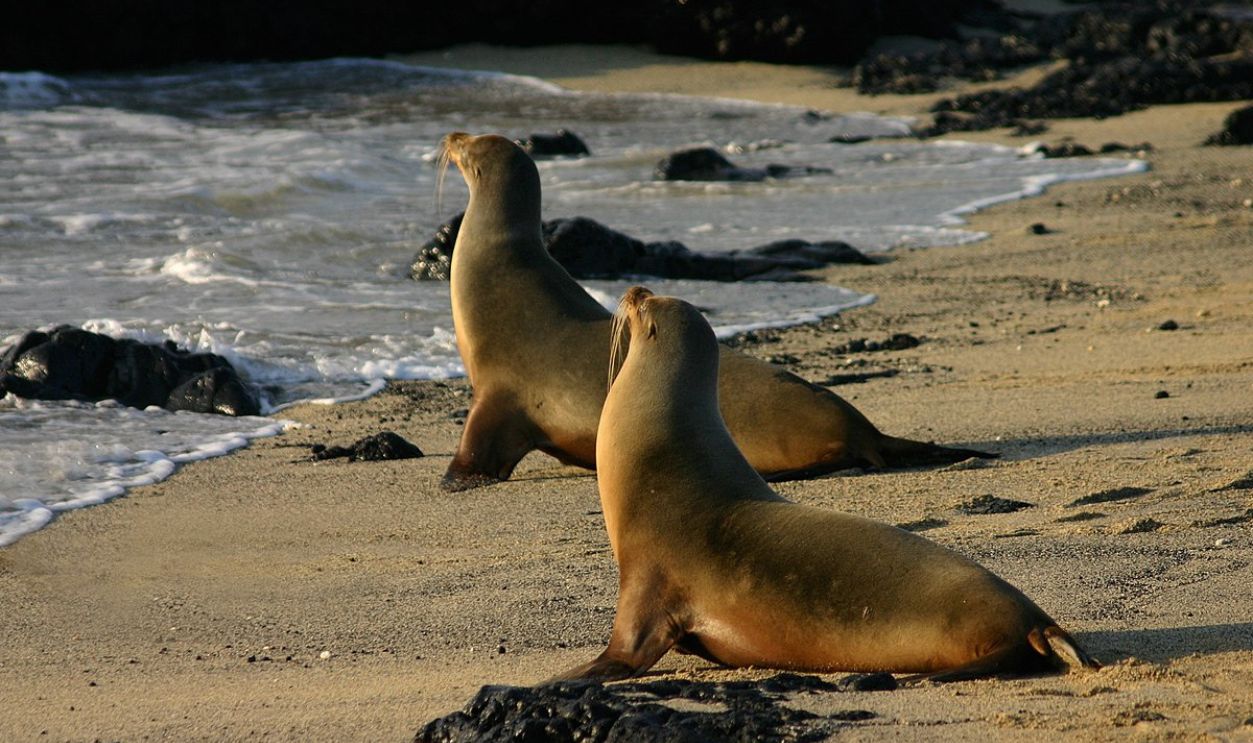 Sea Lions