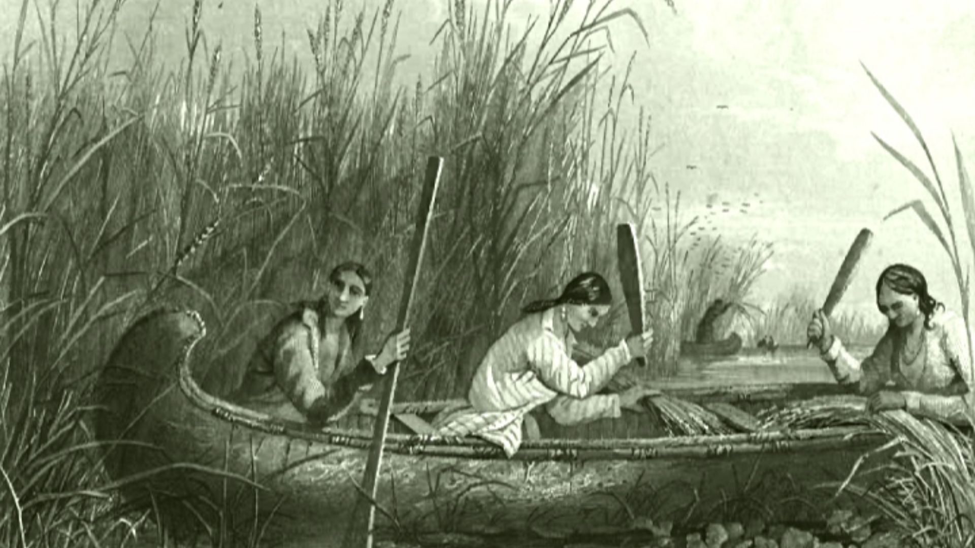 File:Wild rice harvesting 19th century.jpg