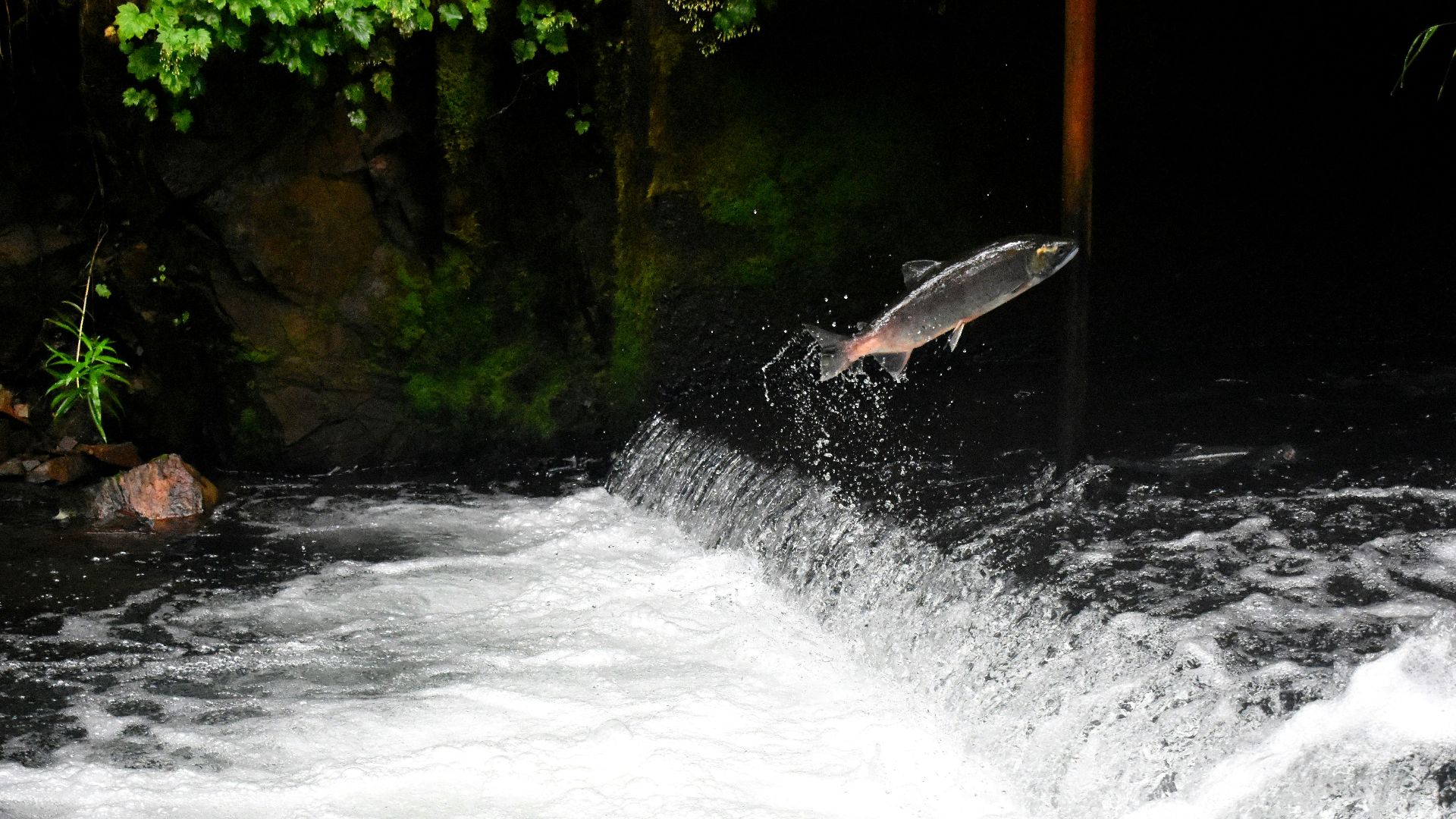 gray fish jumping over body of water surrounded with plants