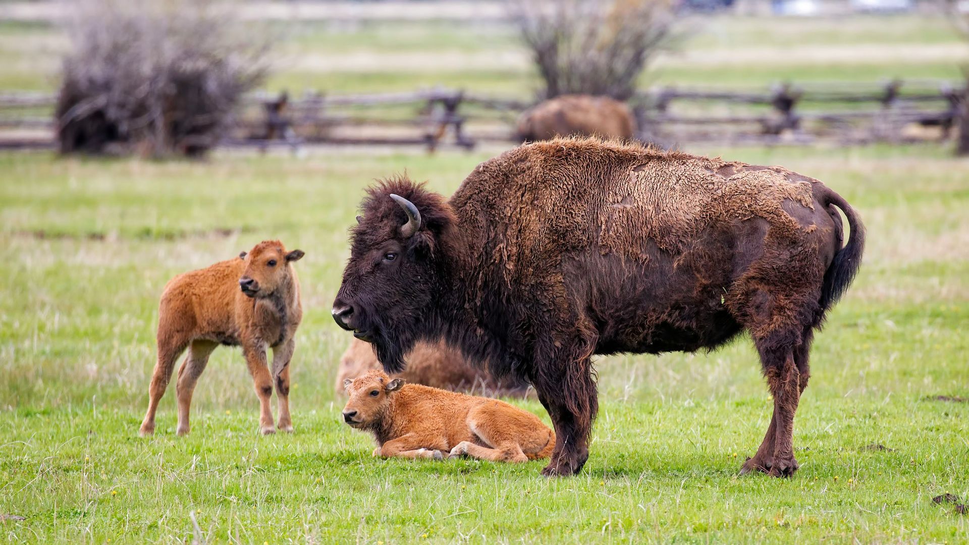 brown American bison on green grass at daytime