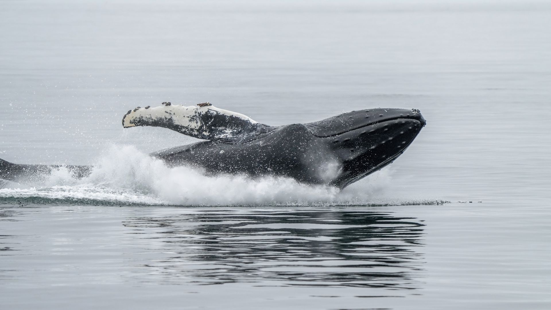 File:026b Humpback whale jump and splash Photo by Giles Laurent.jpg