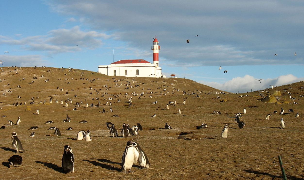  Penguins On Magdalena Island