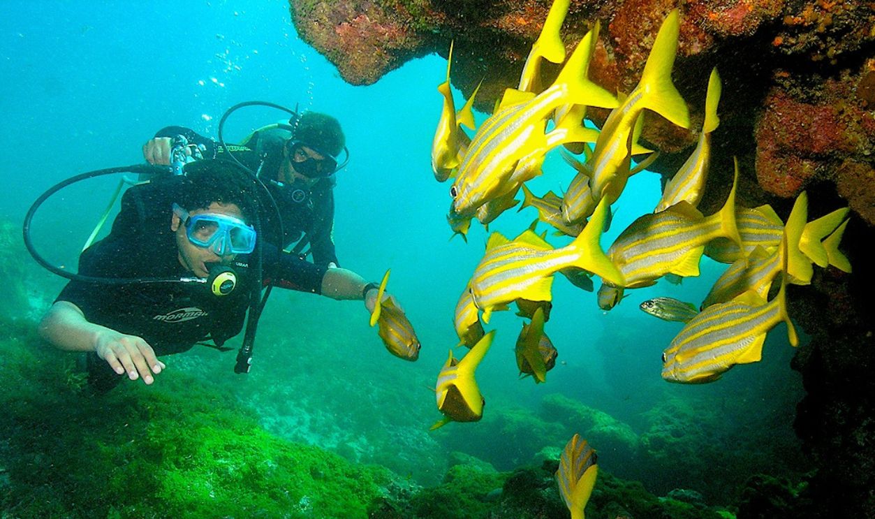 Diving At Fernando De Noronha