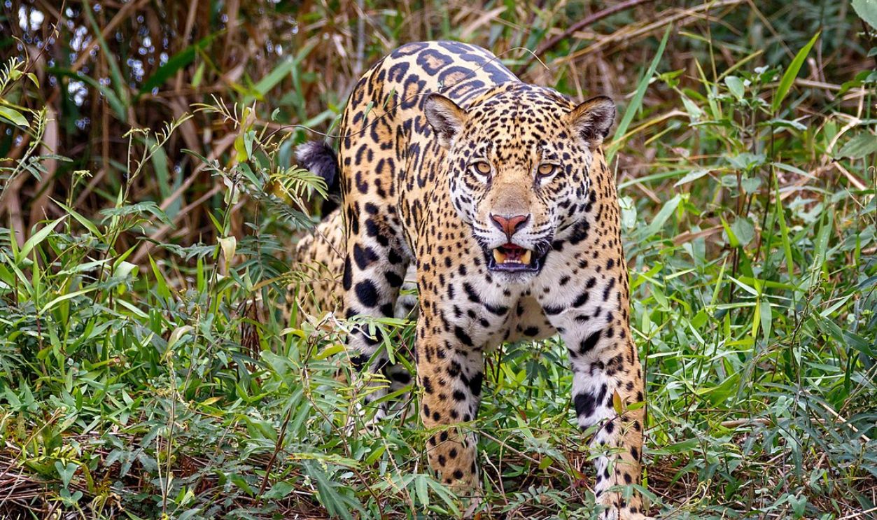 Jaguar In The Pantanal