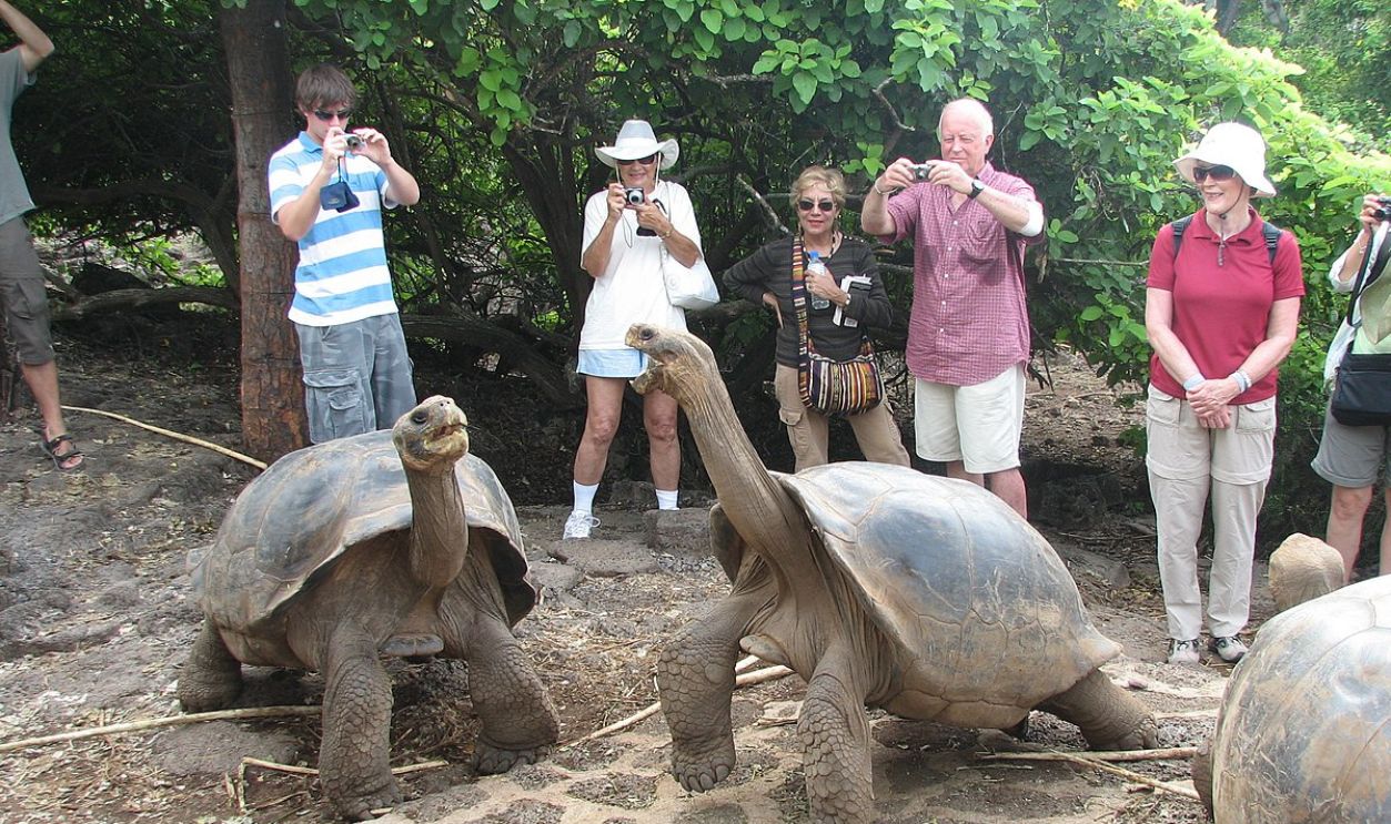 Giant Tortoises