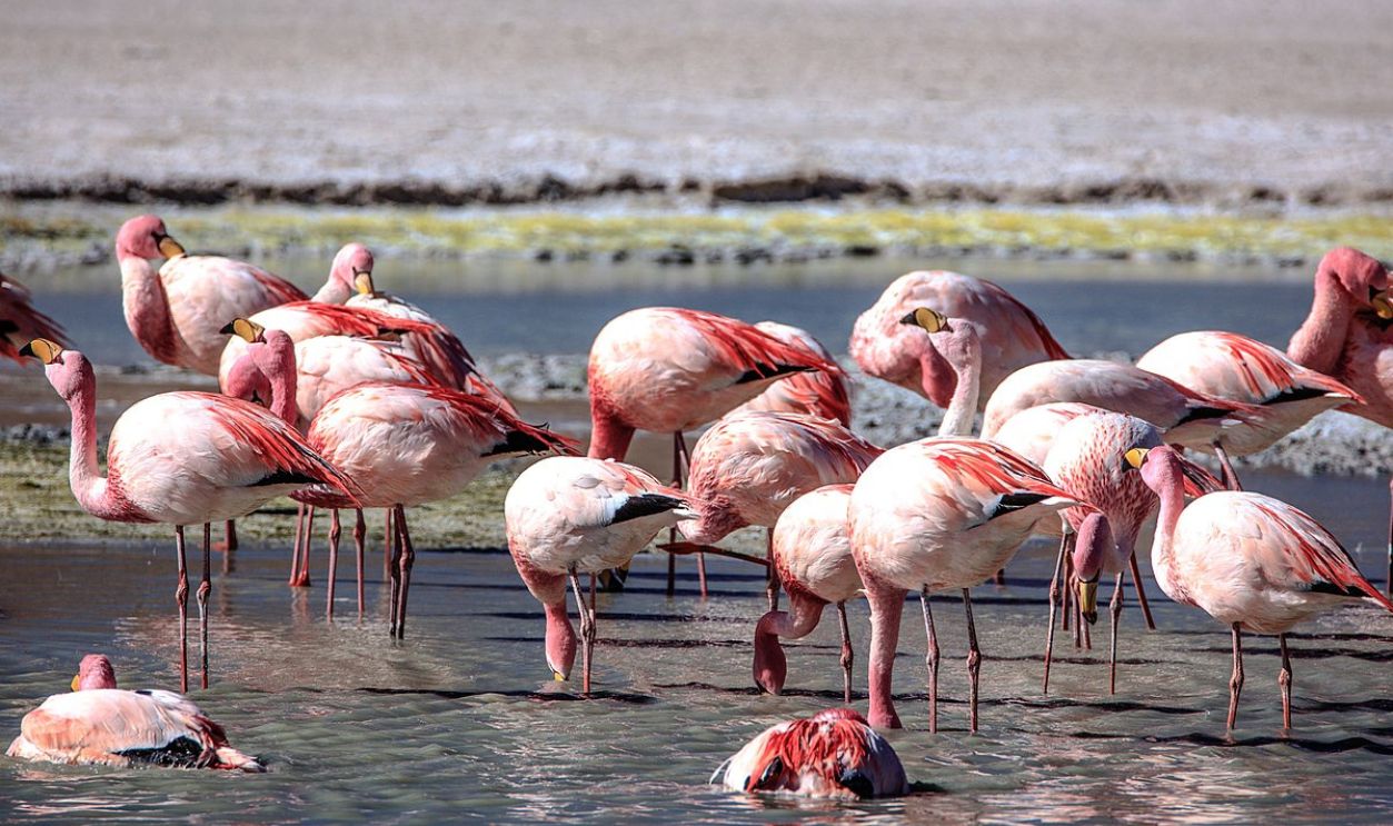 Flamingos At Salar De Uyuni