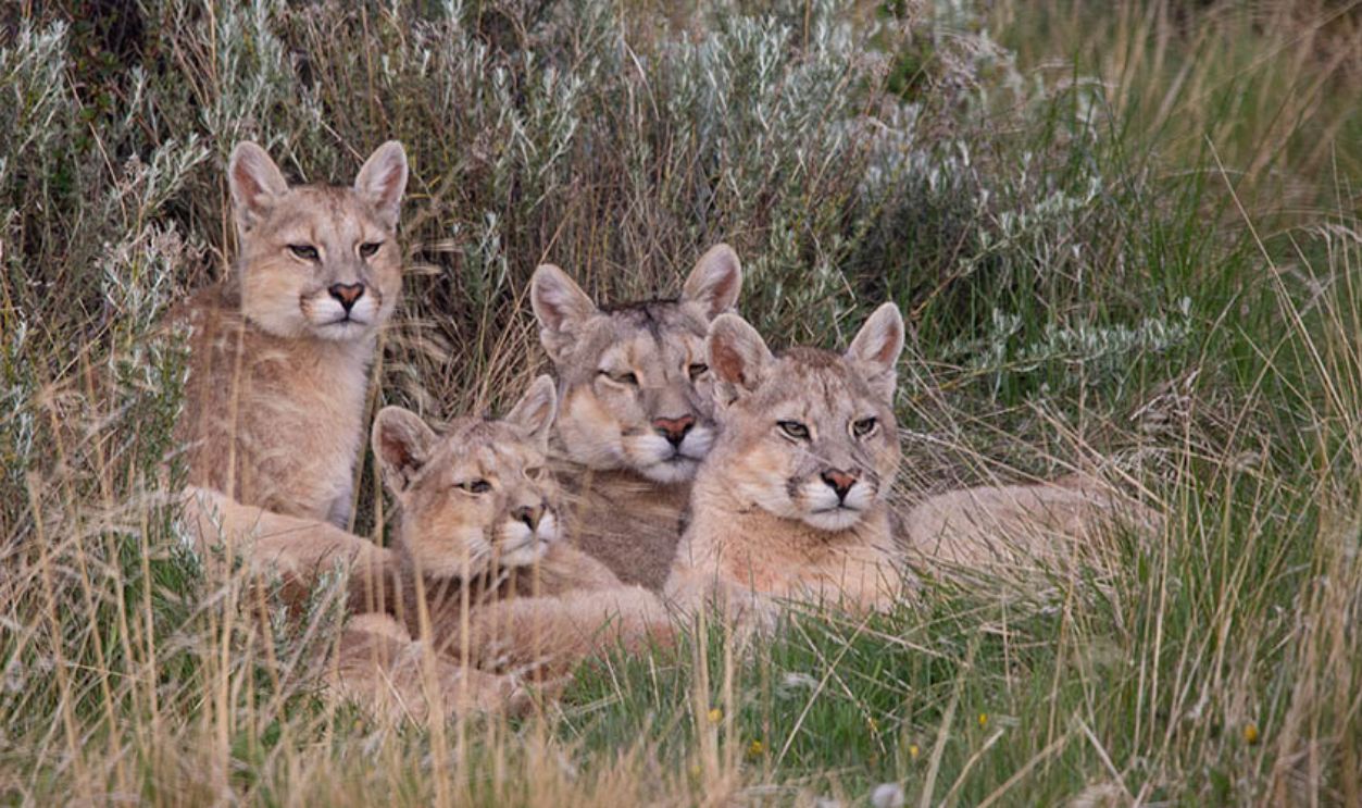 Pumas In The Chilean Mountains