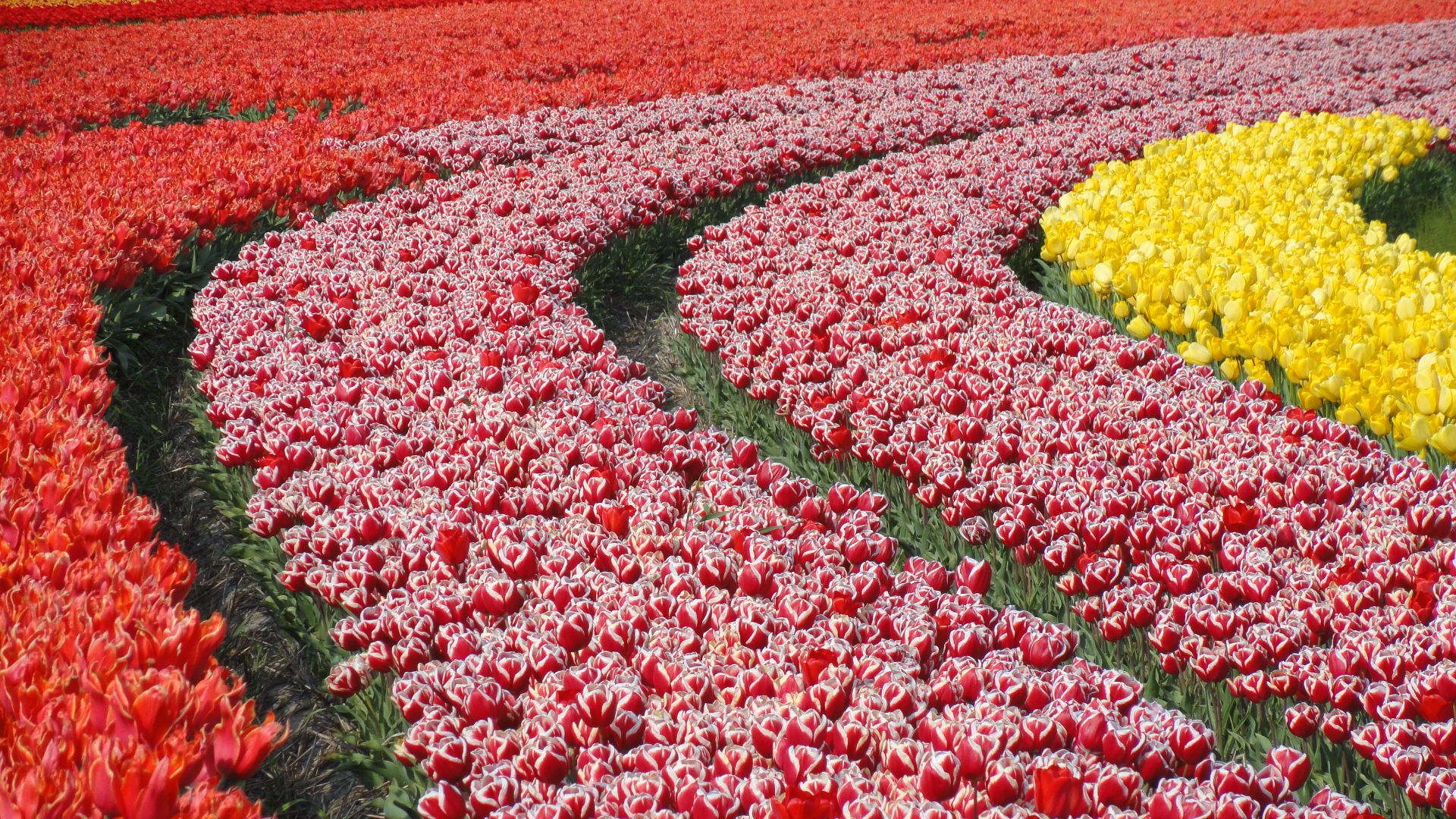 File:Tulpevelden in Nederland in 2014, foto18.JPG