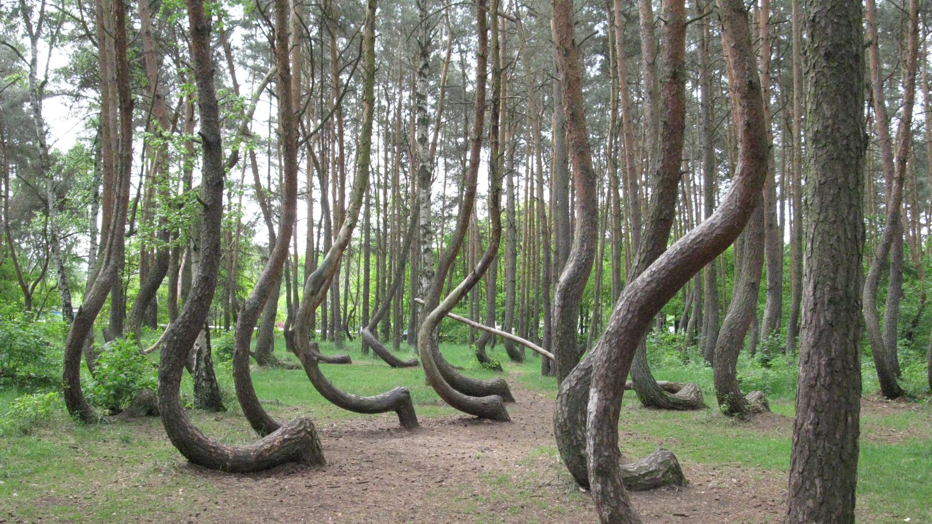 File:Krzywy Las - Nowe Czarnowo 1.JPG