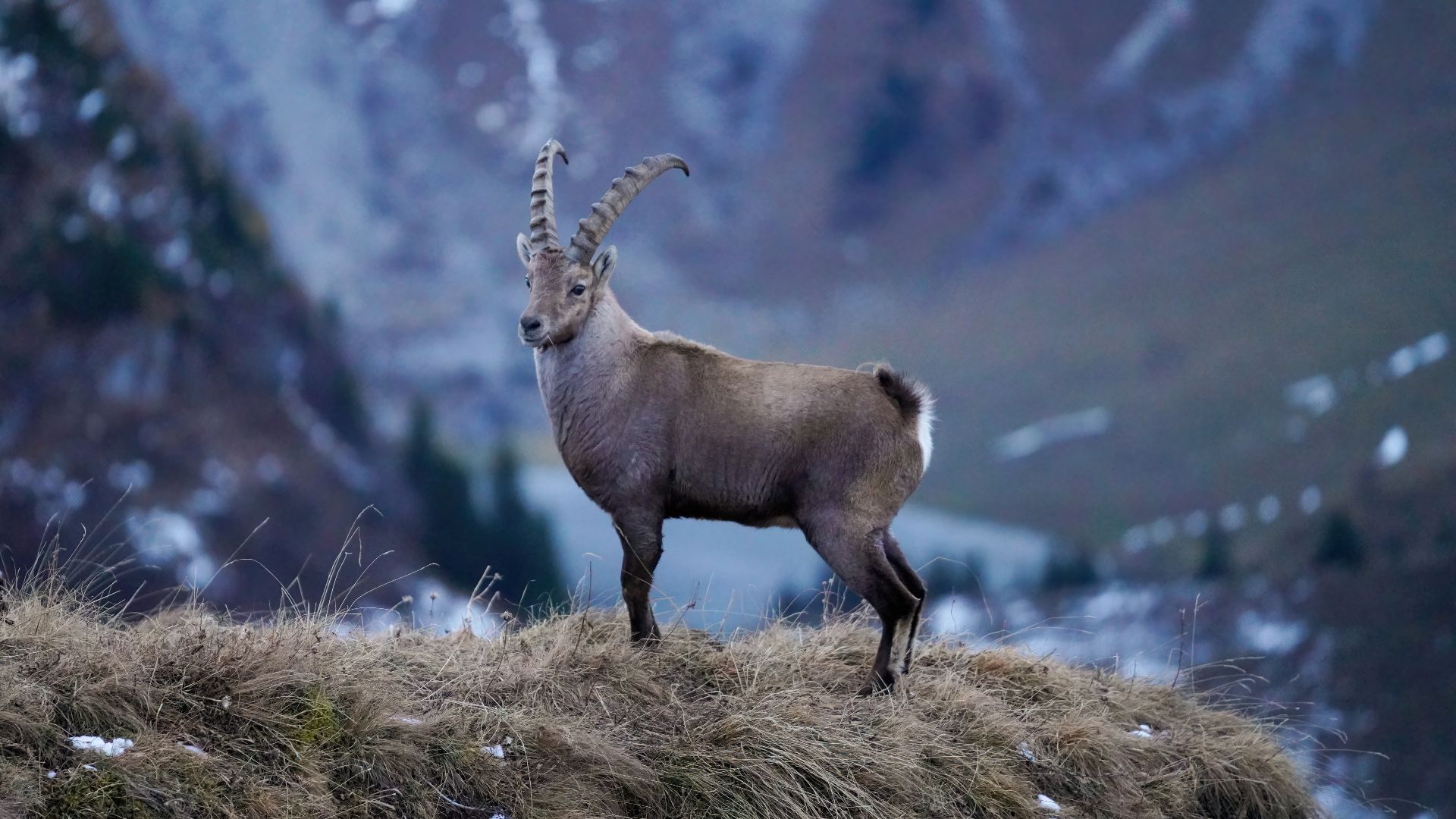 File:018 Wild Alpine Ibex Grammont Photo by Giles Laurent.jpg