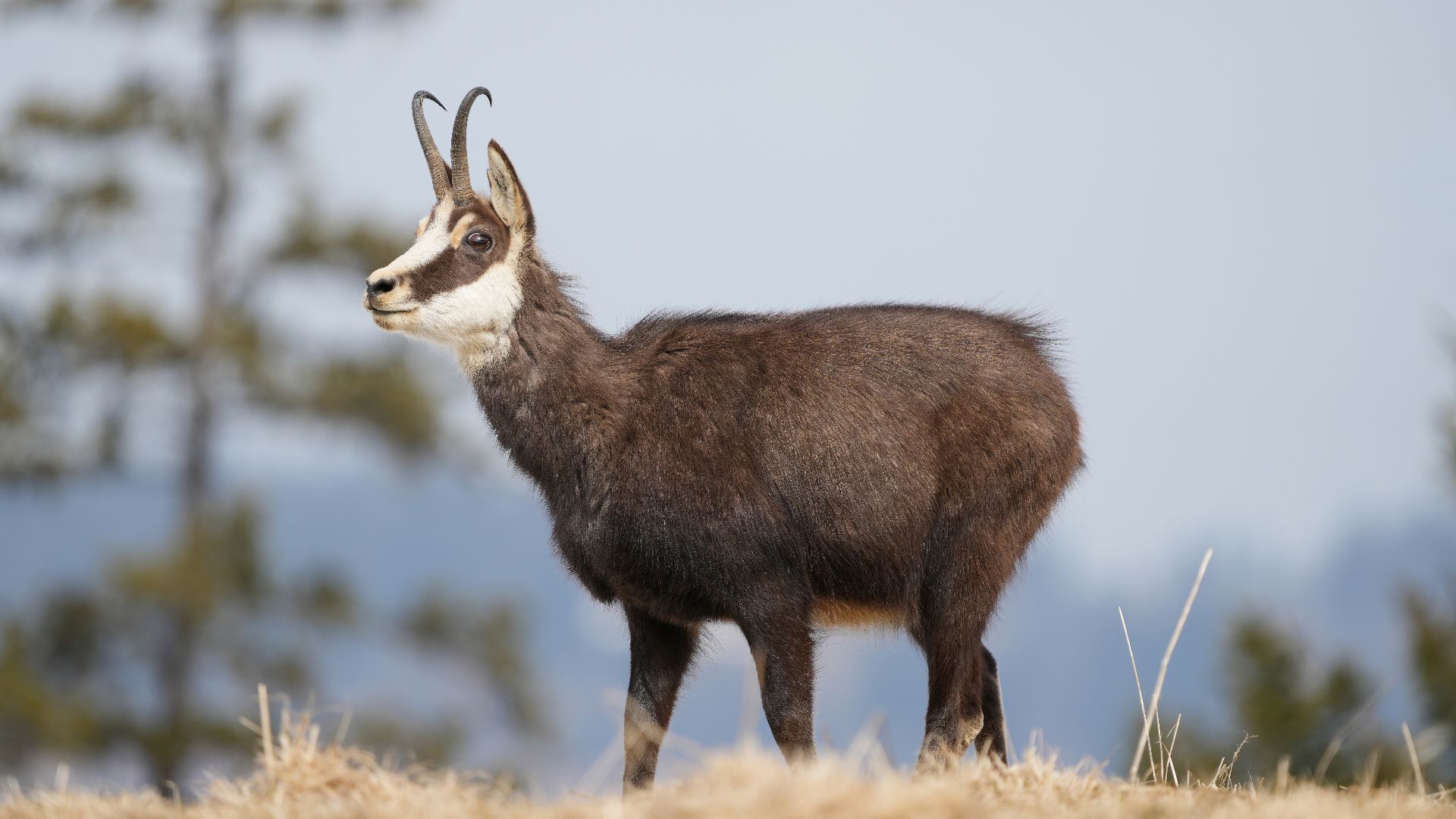 File:064 Wild Chamois Parc régional Chasseral Photo by Giles Laurent.jpg