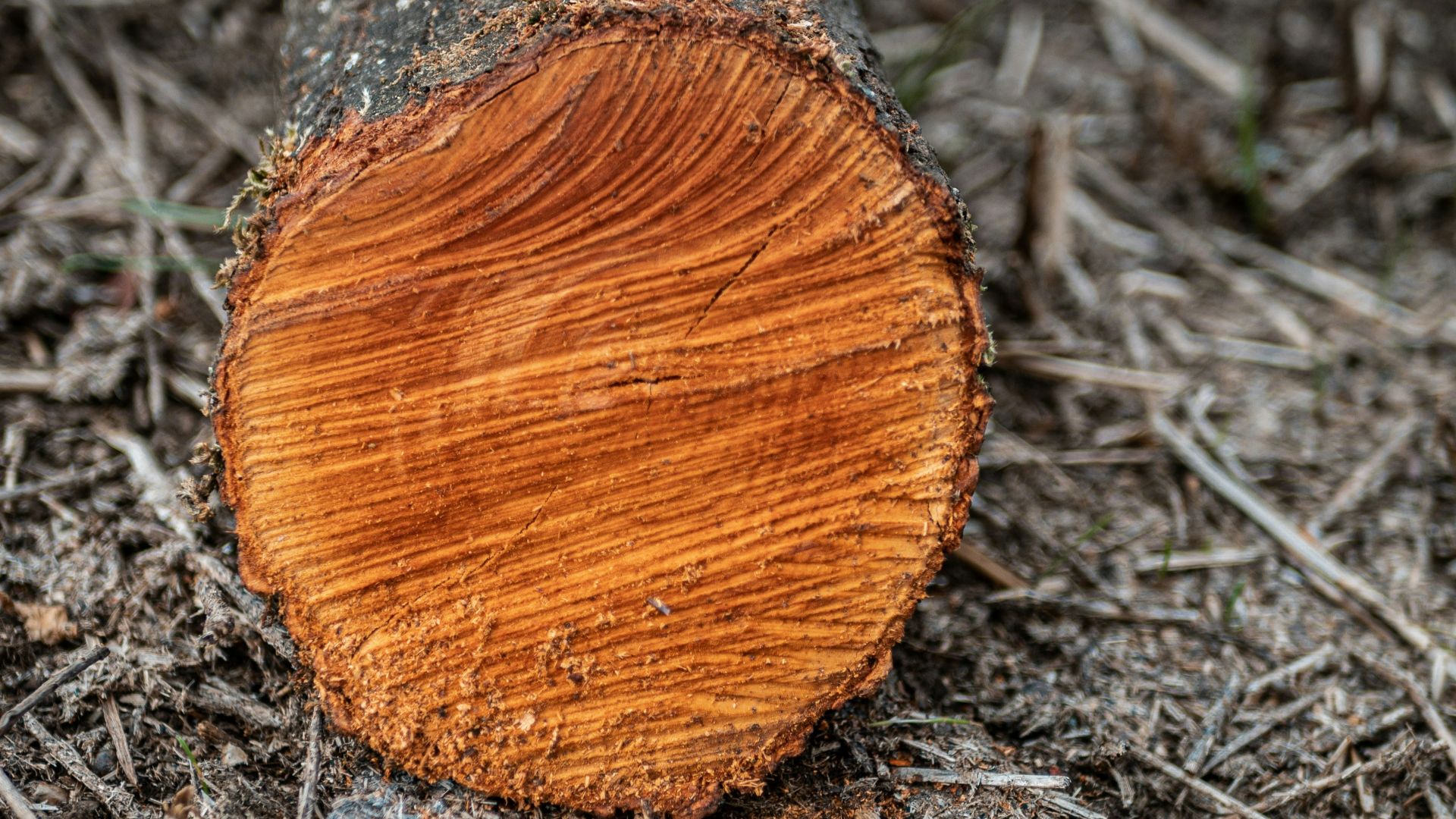 gray cut wood on ground