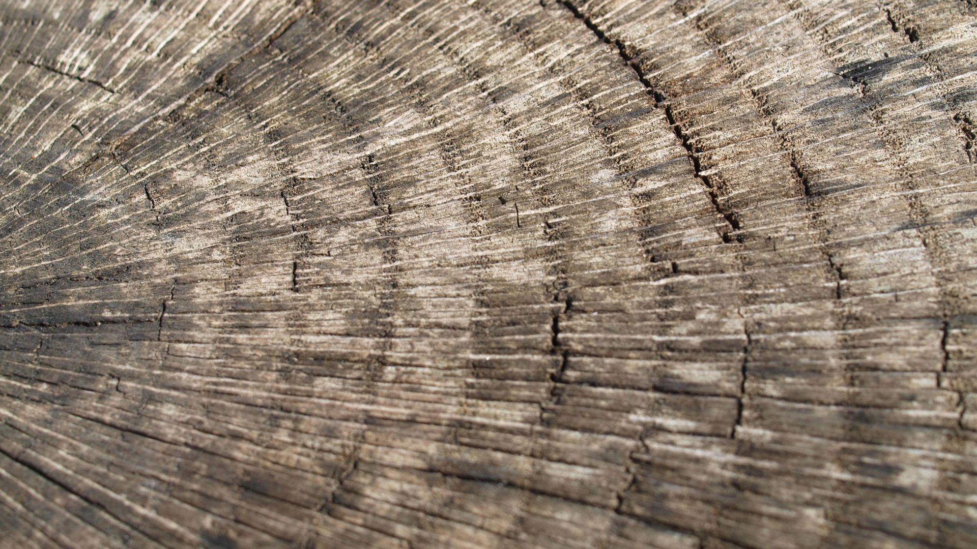 a close up view of a tree trunk