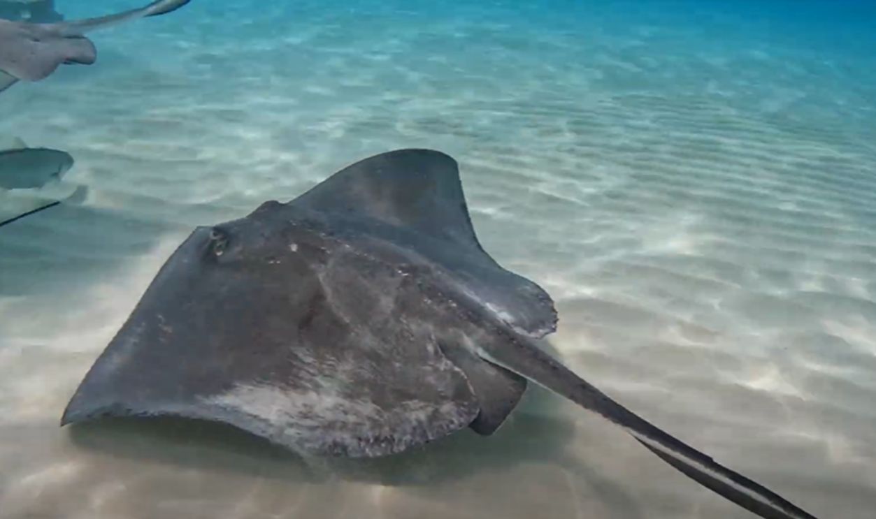 Stingray City, Grand Cayman