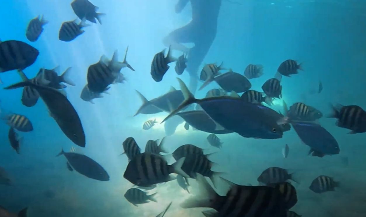 Thunderball Grotto, Bahamas