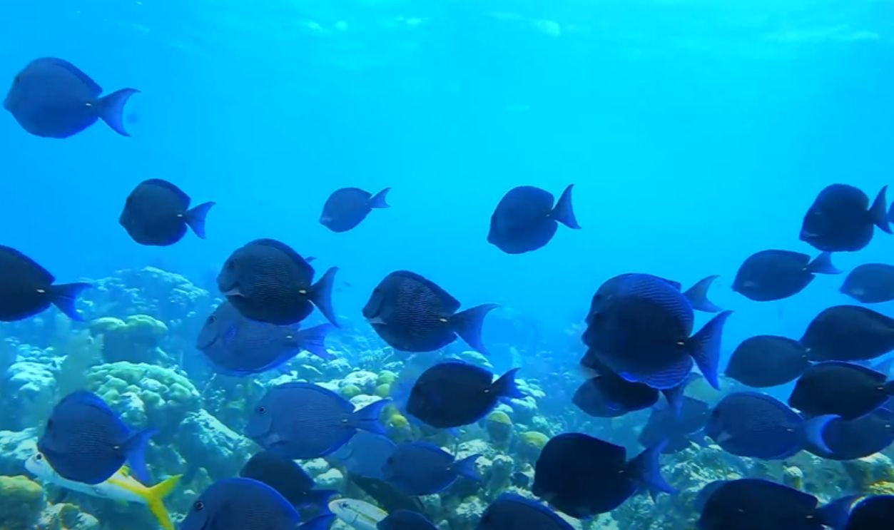 Dean’s Blue Hole, Bahamas