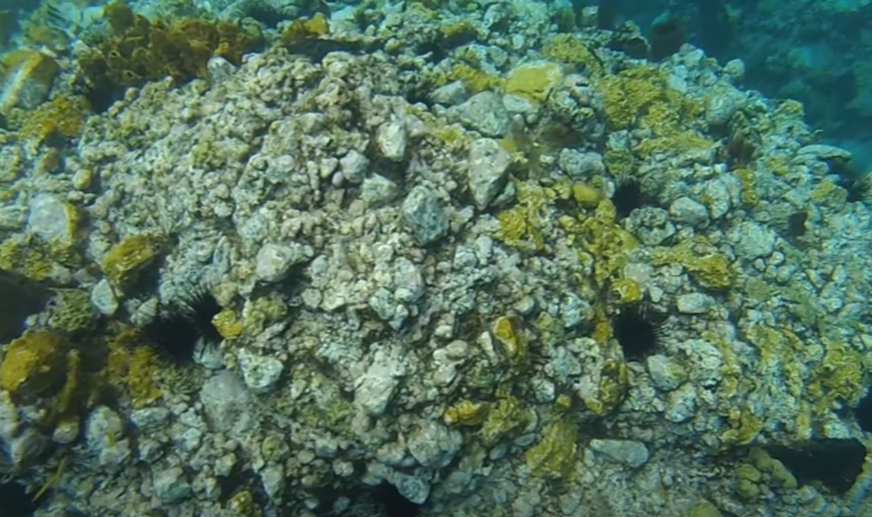 Champagne Reef, Dominica