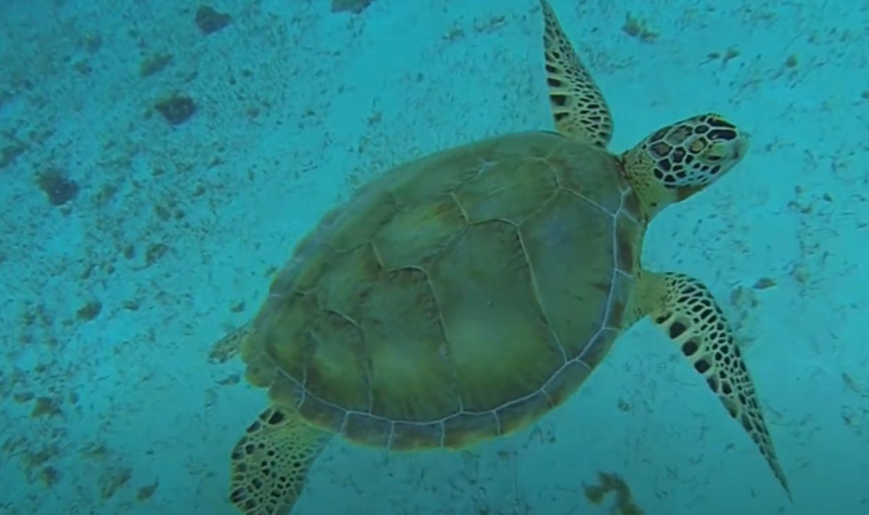 Tobago Cays, St Vincent & The Grenadines