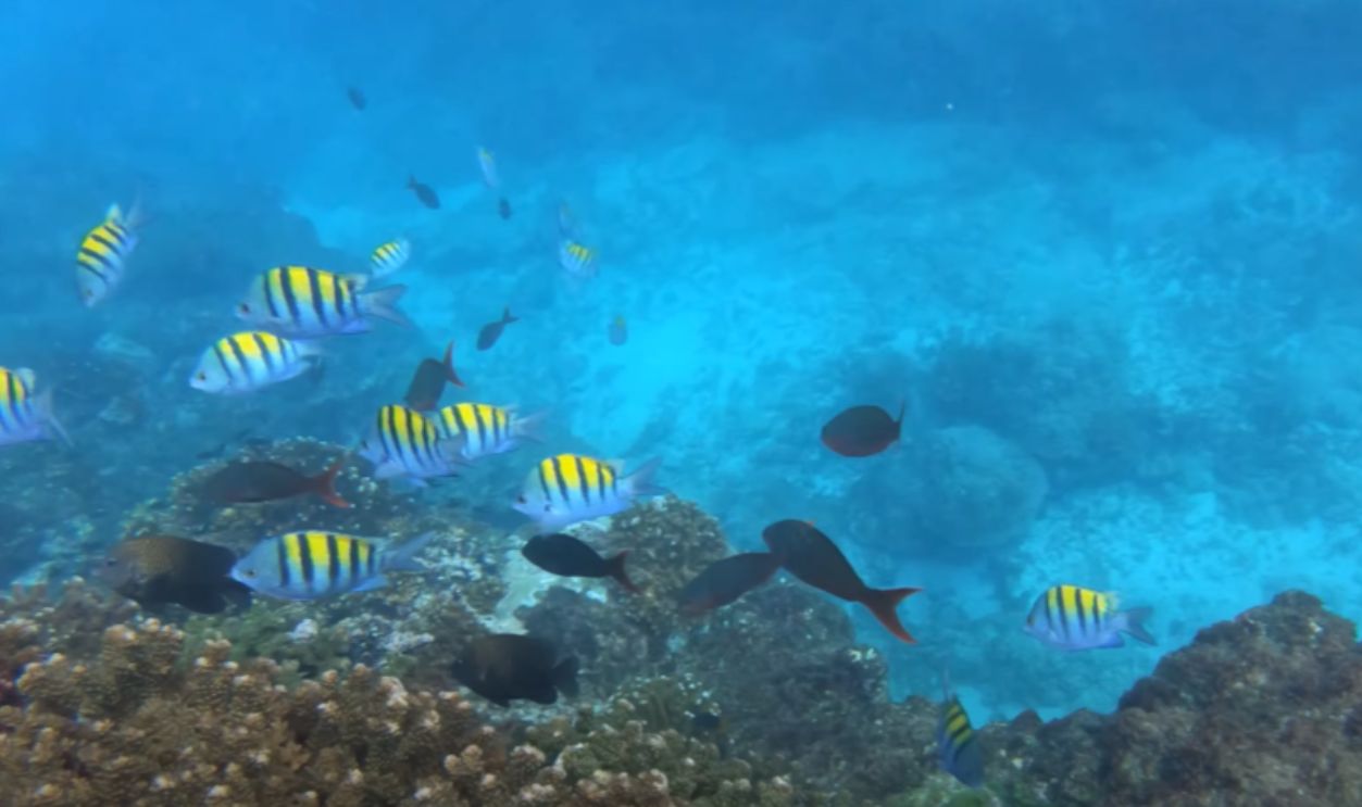 Isla Del Cano, Costa Rica