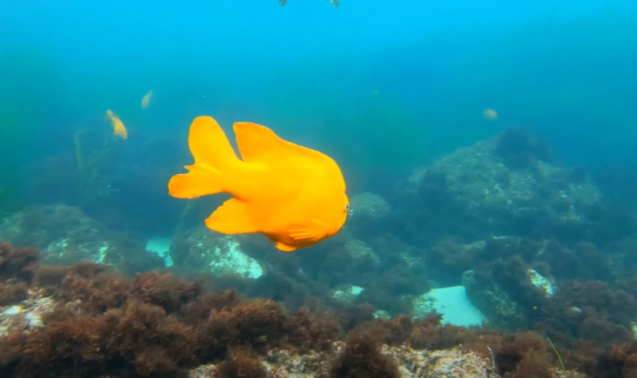 La Jolla Cove, California, USA