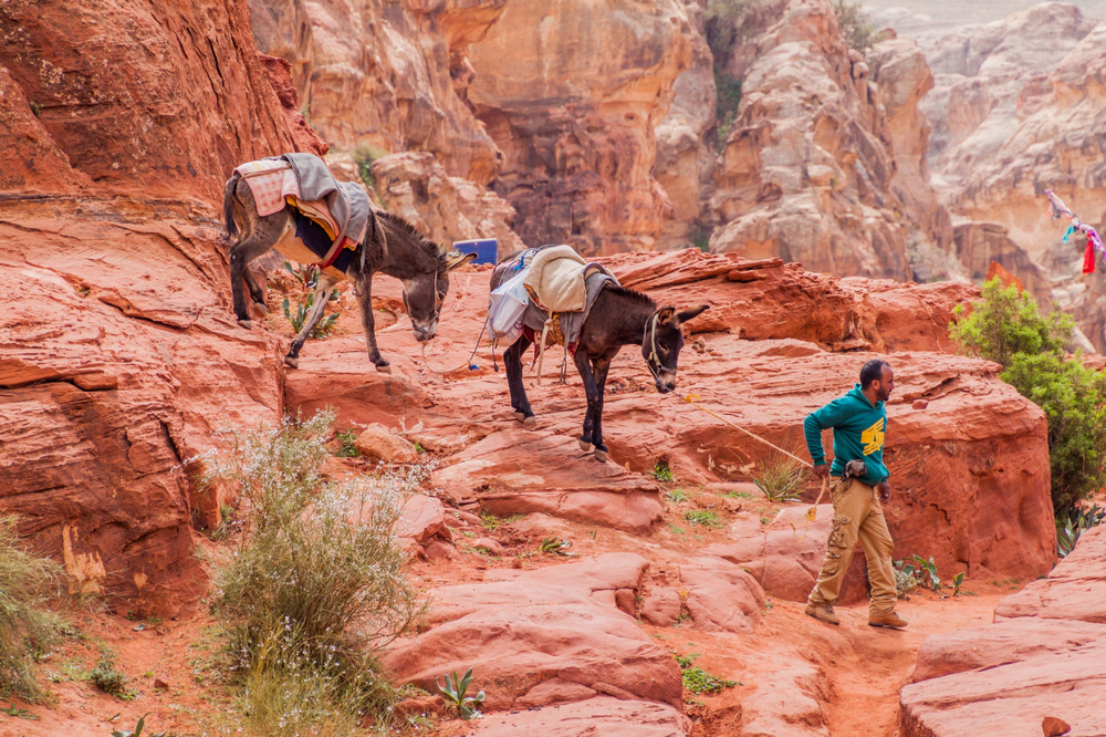 Local man with his donkeys in the ancient city Petra