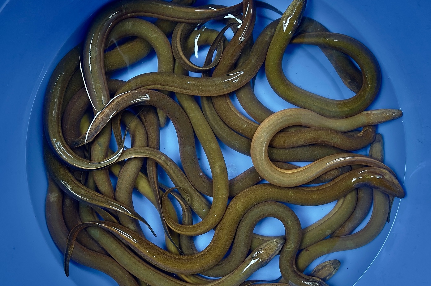 A bucket of live eels for sale
