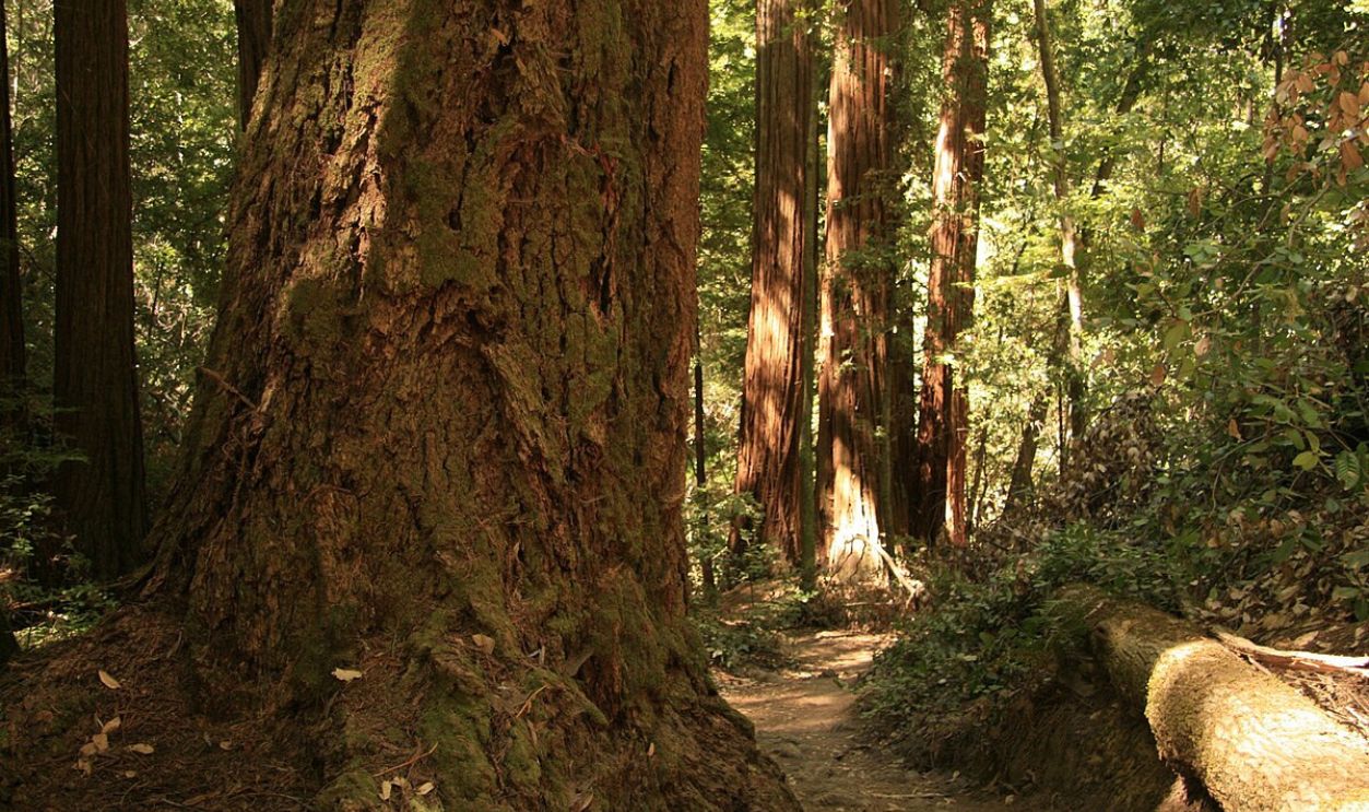 Giant Redwood Trees In California