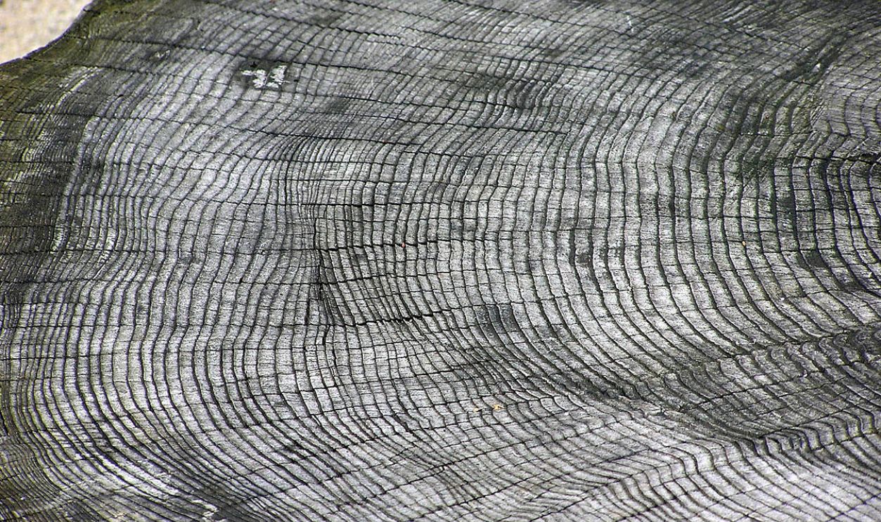 Tree Ring