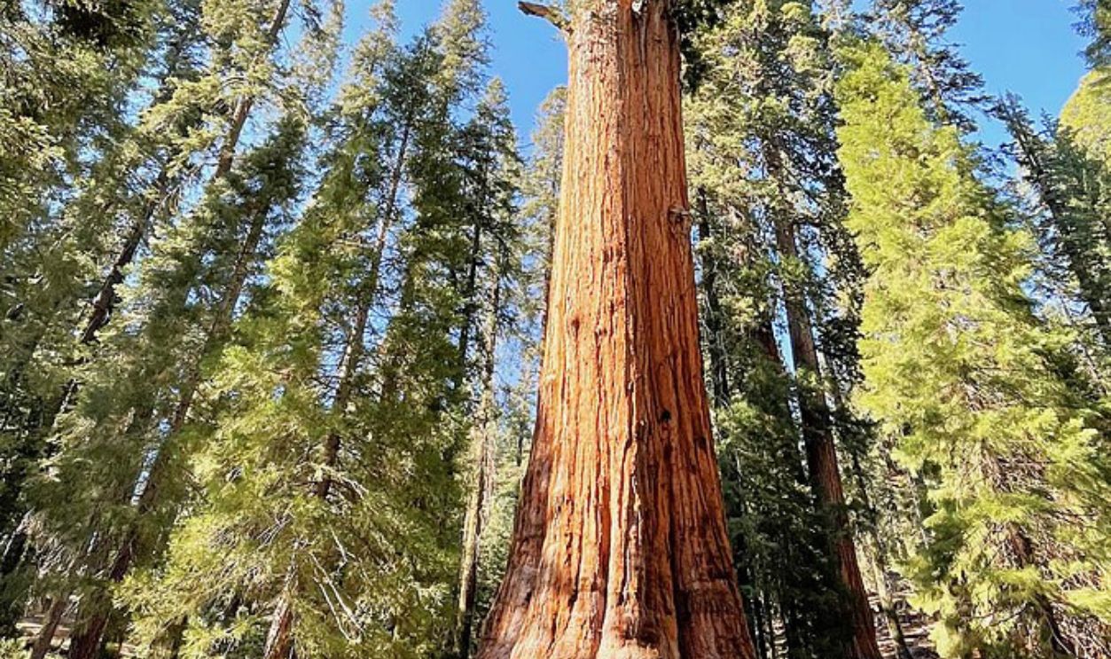 General Sherman Tree
