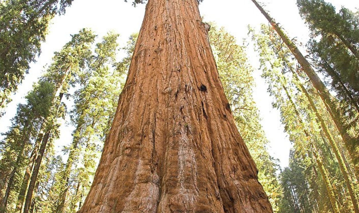 General Sherman Tree