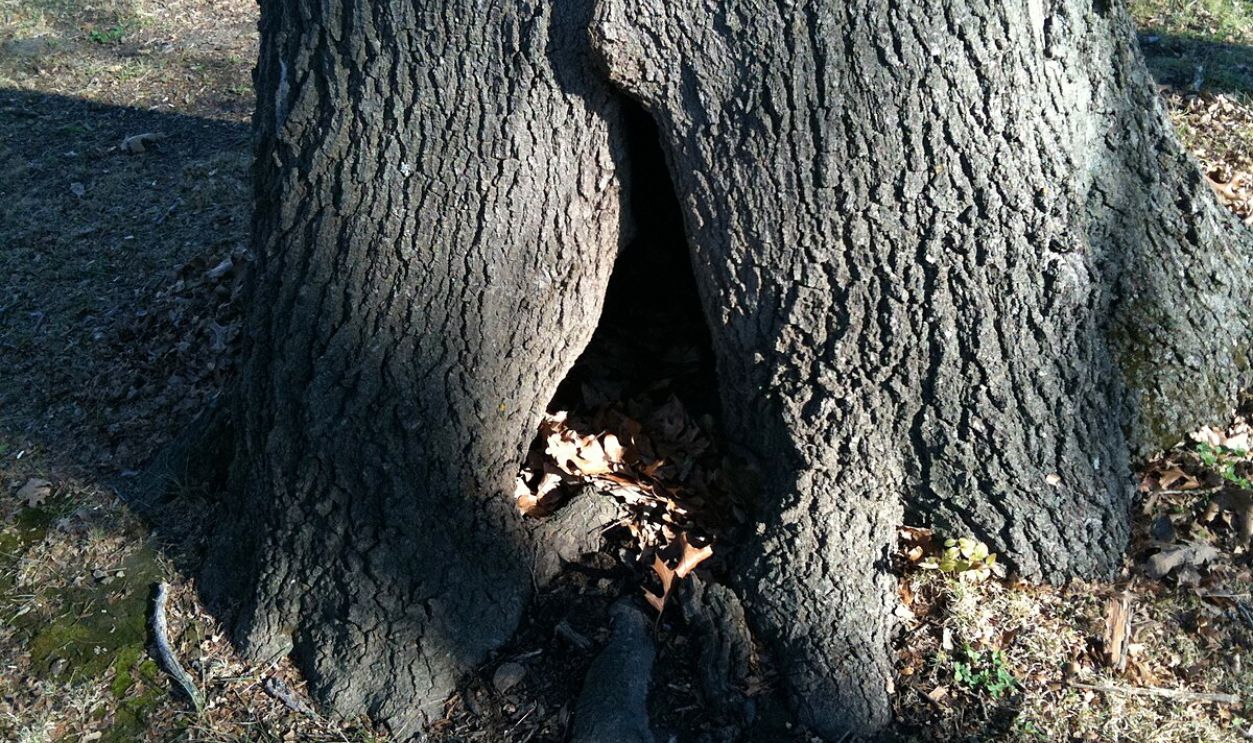 Hollow Tree