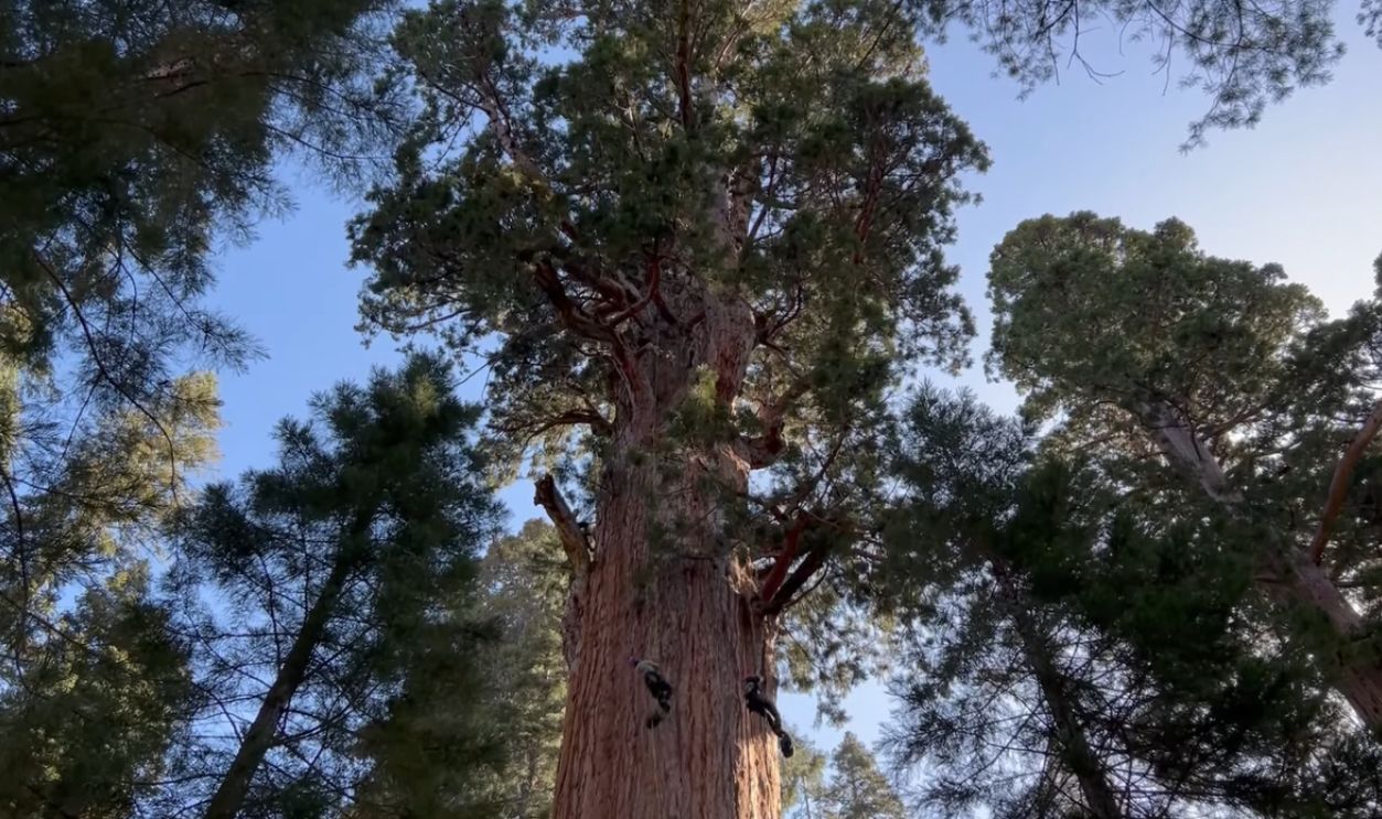 Assessing Sequoia