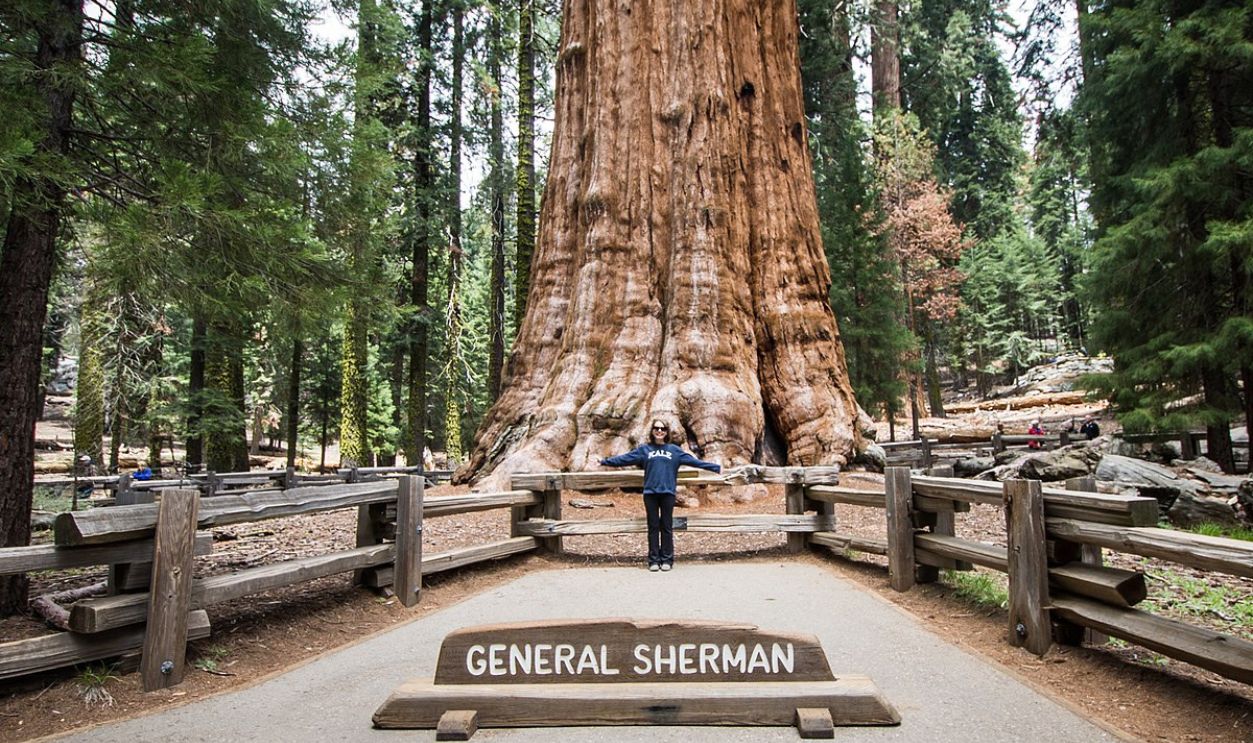 General Sherman Tree