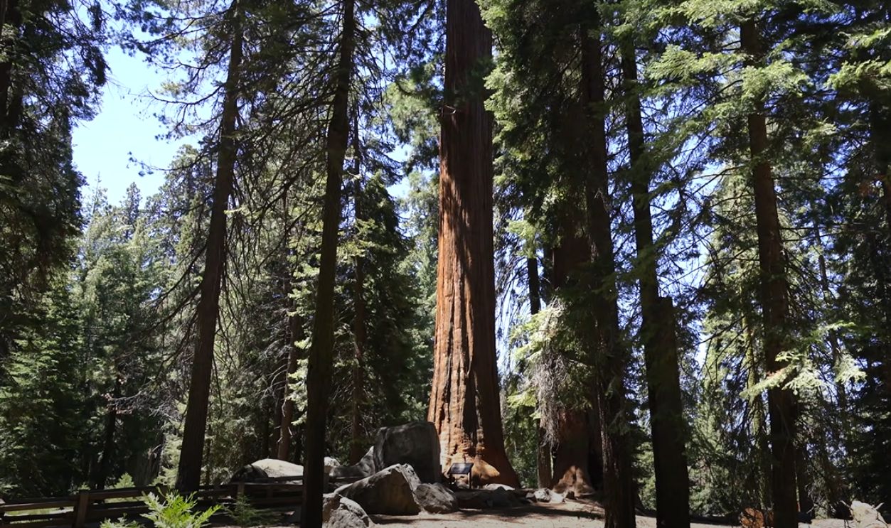 General Sherman Tree