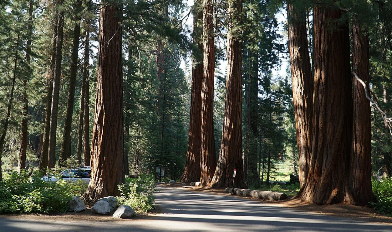 Sequoia National Park Giant Forest