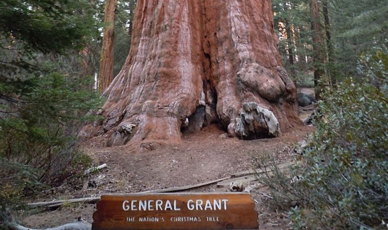 General Grant Tree