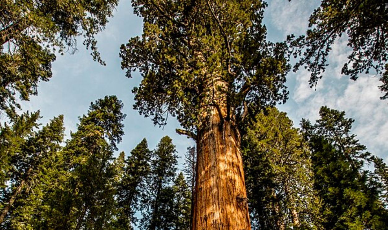 General Sherman Sequoia Tree