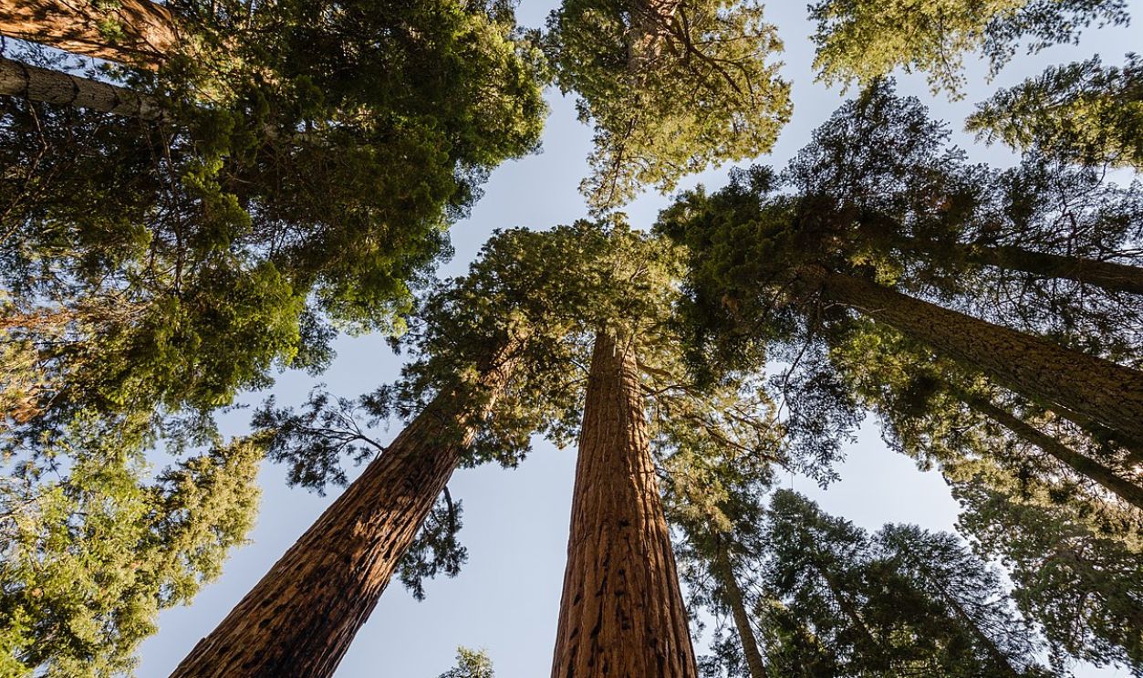 Giant Sequoias