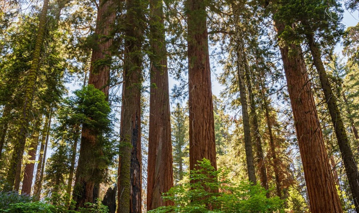 Sequoia Trees