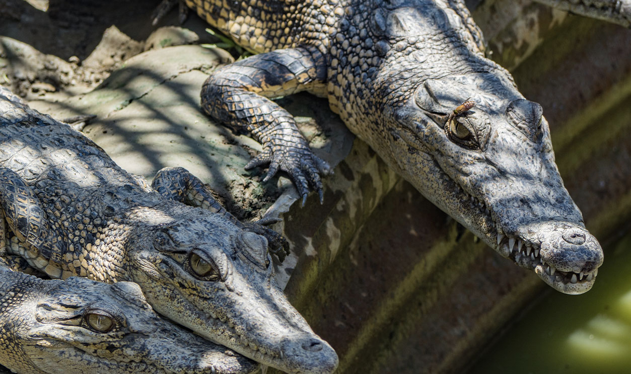 crocodiles