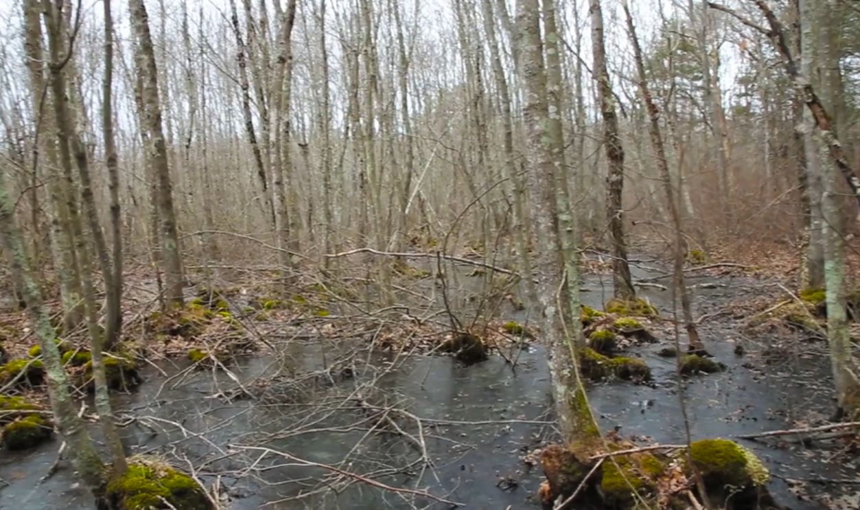 Massachusetts, The Spirits Of The Hockomock Swamp