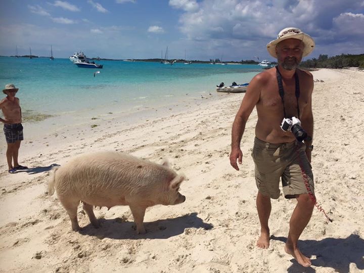 Pigs on the beach