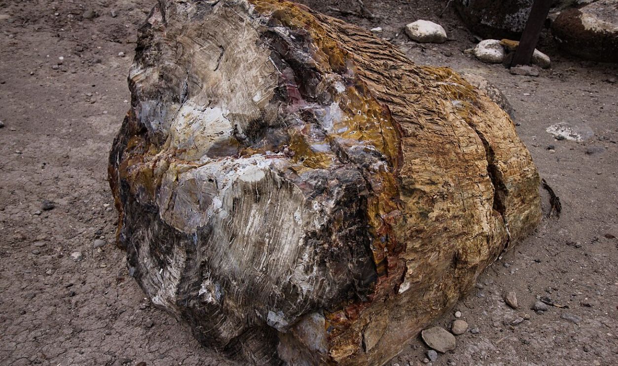 Utah, The Curse Of The Escalante Petrified Forest