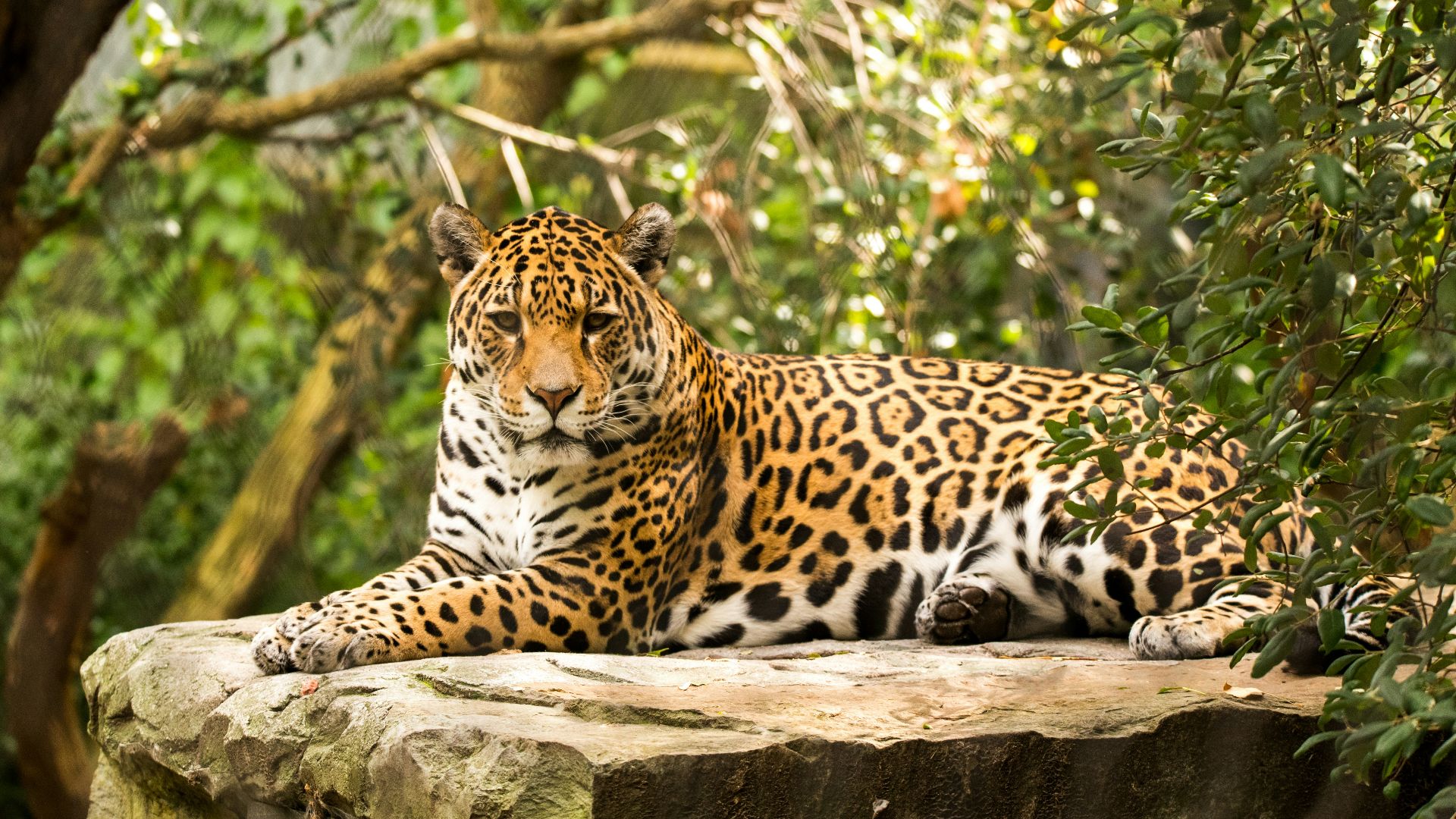 adult leopard lying on rock