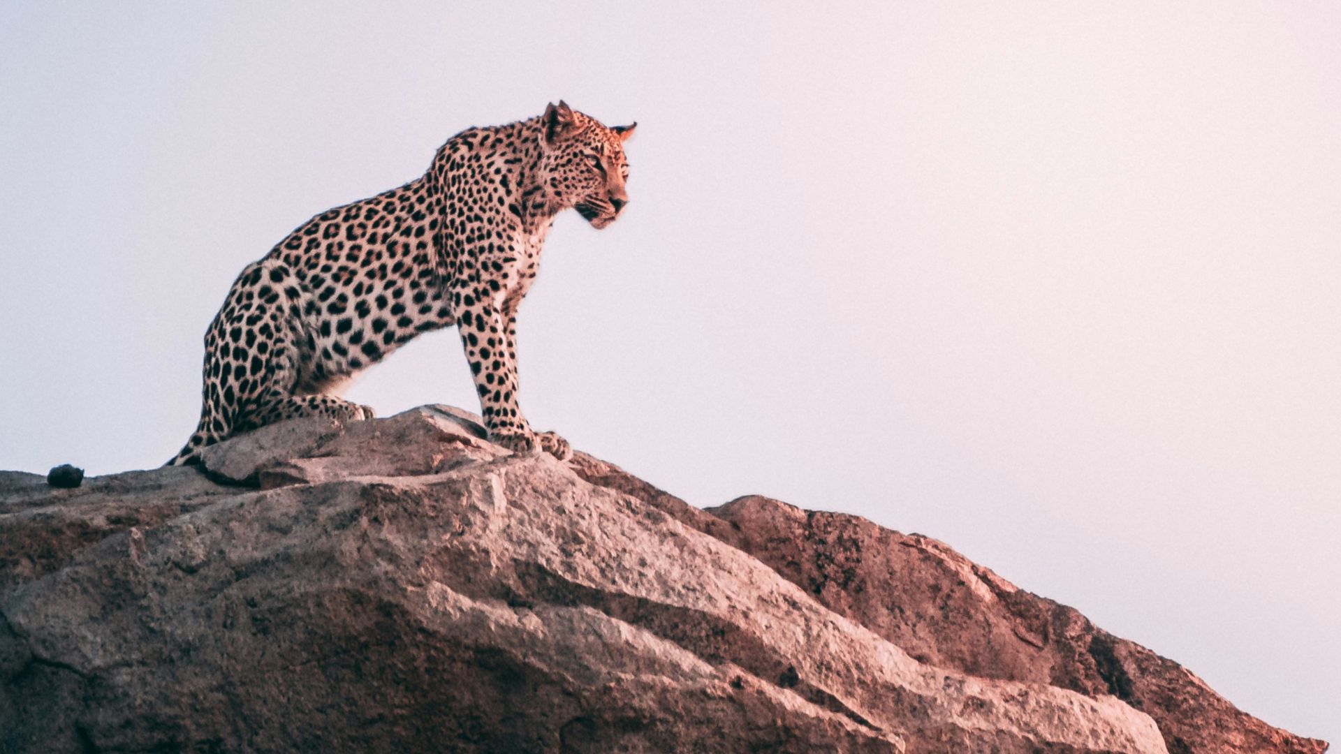 brown leopard on top of grey rock