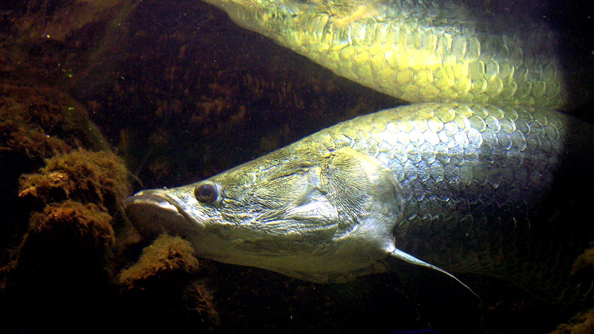 File:Arapaima gigas 5147.jpg